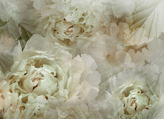 Flowers  green  peonies.   Floral spring background. Petals peonies.    Close-up. Nature.