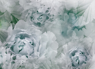 Flowers  peonies.   Floral spring background. Petals peonies.   Close-up. Nature.