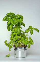 basil bush in a metal bucket on a light background