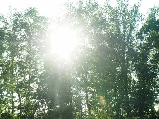 Sunbeams shine through green trees. Blurred image from the window of a moving train.