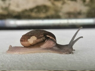 snail on the ground