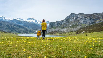 First steps of a baby in Lake Ercina in spring with yellow flowers in the Lakes of Covadonga and the snowy mountains. Asturias. Spain