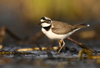 Little ringed plover in natural habitat (Charadrius dubius)