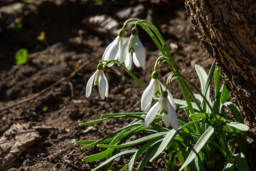 Early spring snowdrops, Galanthus nivalis, selective focus and diffused background