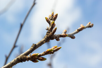 budding buds on a tree branch in early spring macro - Powered by Adobe