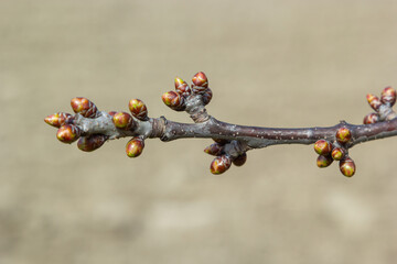 budding buds on a tree branch in early spring macro
