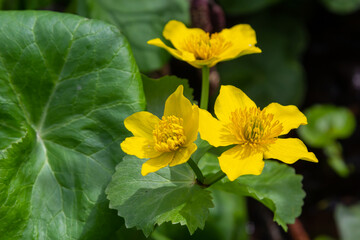 Marsh Marigold Caltha palustris yellow flowers against the backdrop of swamp pond water. Marsh flowers wild poisonous, Marigold Caltha used in homeopathy