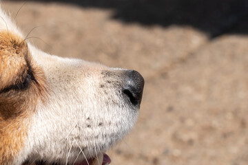 Close-up shot of a dog's snout showing plenty of details