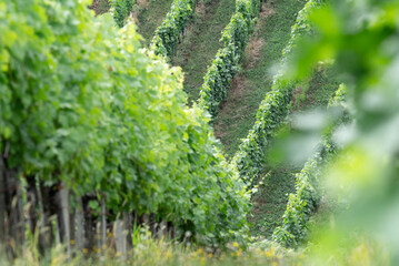 Green vine bushes in rows on a hillside in the sunshine. Vineyard before harvest.