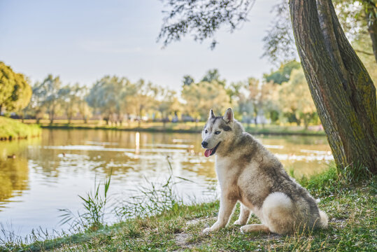 Siberian Husky sits on the shore of the lake, landscape photo with a dog