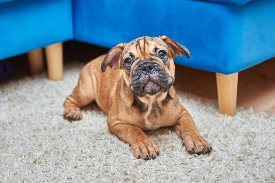 French bulldog puppy lies on a rug near the sofa