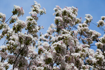 Cherry blossom, Sakura, Japanese cherry tree