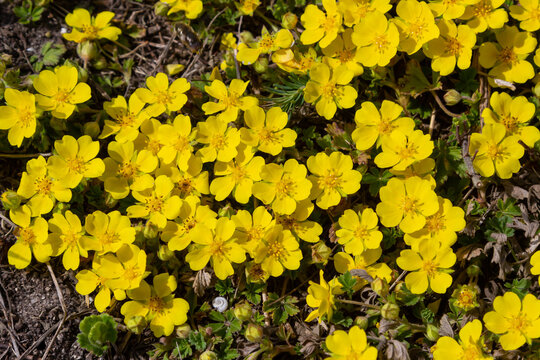 Tiny flowers of Potentilla arenaria on a xerotherm meadow. Wild yellow flowers growing on sand soil