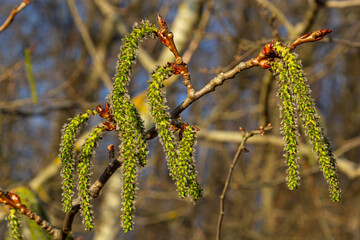 Naklejka premium Catkins poplar undiscovered in spring. Populus tremula, aspen is a species of poplar in the rays of the bright sun. Natural phorography