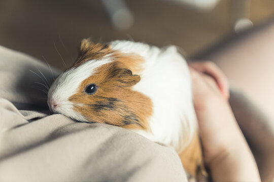 Sheltie Guinea pig red-white sitting on the shoulder of his owner copy space . High quality photo