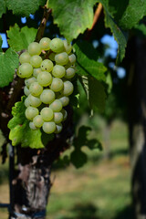 Frische, reife Weintraube für Weißwein im Weingarten mit Weinlaub auf der Weinrebe