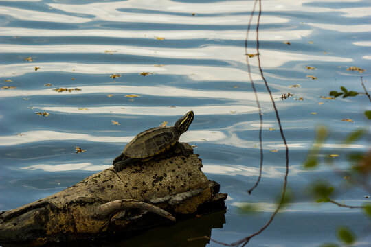 water turtle perched on a log