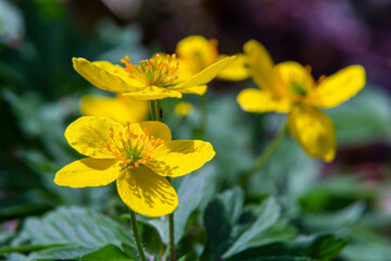 In a swamp, in the alder forest blossom Caltha palustris