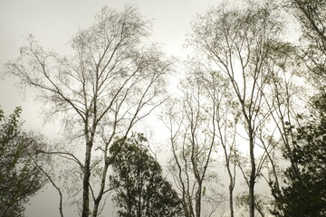 Trees in a park of Bilbao
