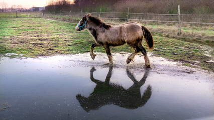 przyroda woda konie zwierzęta niebo  - obrazy, fototapety, plakaty