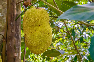 Close up of jackfruit, jaca hanging from a jackfruit tree. Species Artocarpus heterophyllus....