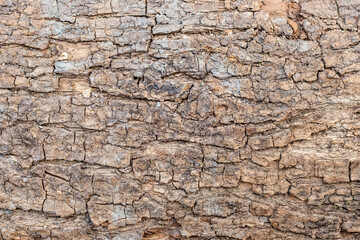 Seamless brown surface of rough tree bark for background