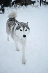 A pet's walk in the fresh air in a sled dog kennel in the north. Grey Siberian husky in an aviary in winter on the snow. It stands looking forward posing.