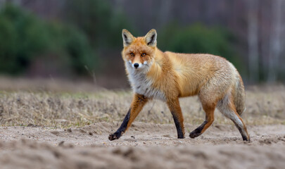 Naklejka na ściany i meble Nice Red fox in winter fur runs through field road while looking at the camera