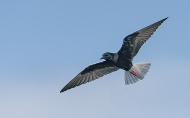 White-winged black tern (Chlidonias leucopterus) hover in blue sky in search of food with spreaded wings 