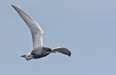 Adult Black tern (Chlidonias niger) sharp turn in flight in blue sky with spreaded wings  - obrazy, fototapety, plakaty