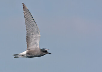 Adult Black tern (Chlidonias niger) flies in blue sky with lifted wings 