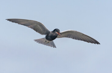 Adult Black tern (Chlidonias niger) soars in blue sky and calls harsh alarm