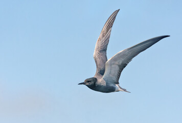Adult Black tern (Chlidonias niger) flying in blue sky with lifted wings