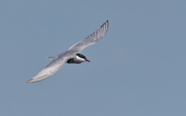 Whiskered tern (Chlidonias hybrida) in flight over blue sky in search for food with wide spreaded wings from above 