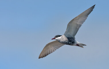 Fototapeta na wymiar Whiskered tern (Chlidonias hybrida) hover over river bed in search for food with wide spreaded wings 