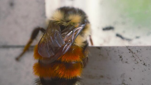 Mason Bee brushing pollen off its abdomen