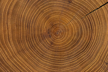 Cross-section of a acacia tree. A piece of sawn wood.