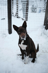 Kennel of northern sled huskies in snowy winter. Beautiful brown dog with protruding ears and white chest is sitting in enclosure of animal shelter and wants to find new home and family.