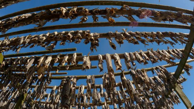 Tilt up shot while quickly moving underneath of fish drying on wooden racks with a clear blue sky, wide angle, barrel distortion