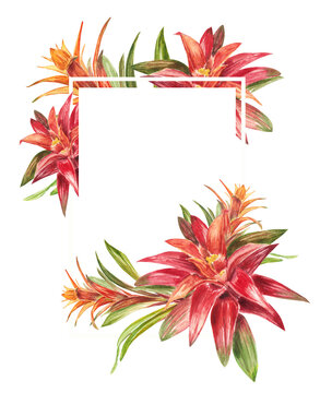 Tropical bromeliad plant with red and green leaves, Frame in watercolor. The illustration is highlighted on a white background. Spring or summer flower for weddings, invitations, postcards.