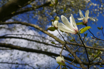 Fototapeta na wymiar white saucer magnolia blossom in the spring 