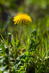 The common dandelion (lat. Taraxacum officinale), of the family Asteraceae. Central Russia.