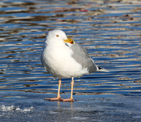 With water and available feed, the Herring gull willingly settles in many European cities