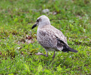 With water and available feed, the Herring gull willingly settles in many European cities