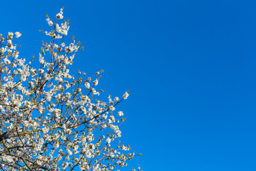 Blooming cherry tree with white flowers against a blue sky with copy space - 500194194