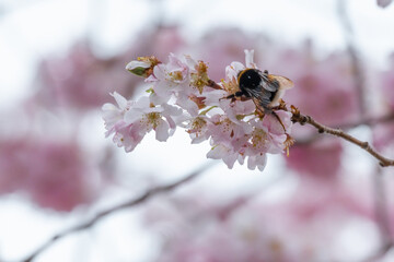Bumblebee on cherry blossoms