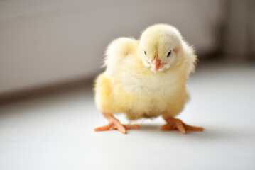  cute  little yellow chick standing on white, rural wildlife .Newborn chick 