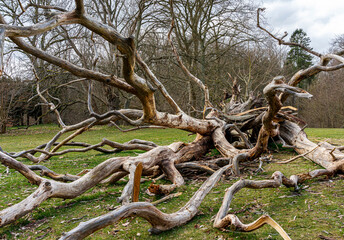 Obraz premium Sturmschäden im Wald
