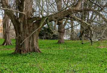 alte knorrige Bäume stehen auf einem Bärlauchfeld, Putbus, Rügen