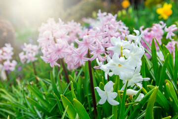 White and pink hyacinths in the garden - 500194573